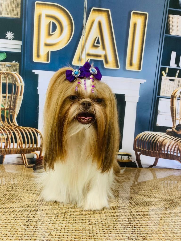 Ju Pet Estética Canina