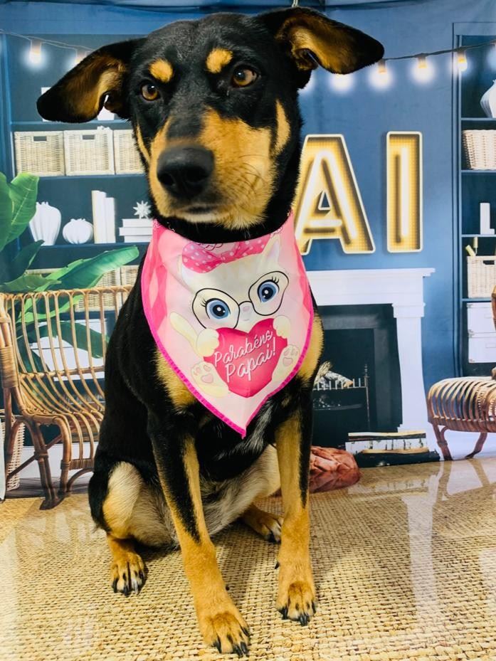 Ju Pet Estética Canina