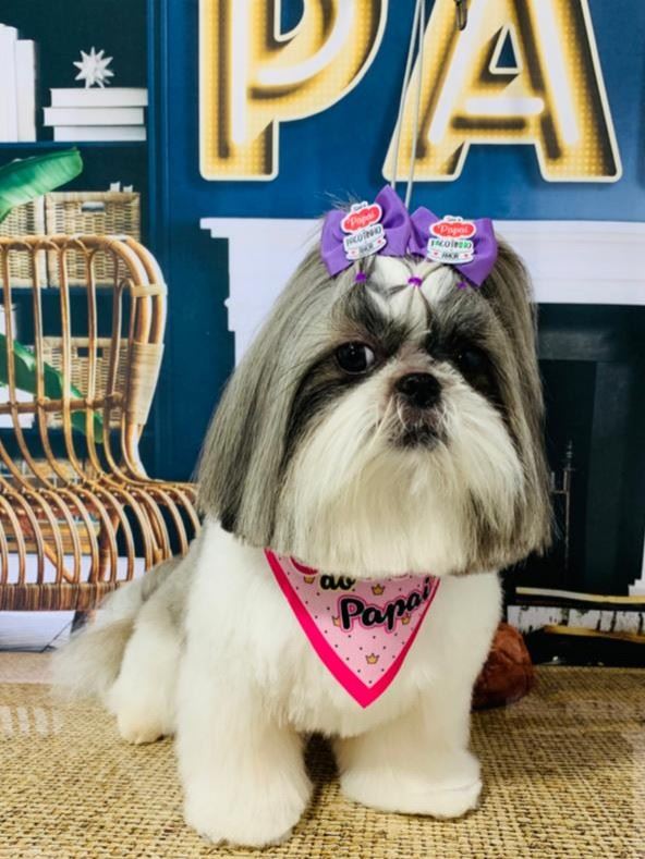 Ju Pet Estética Canina