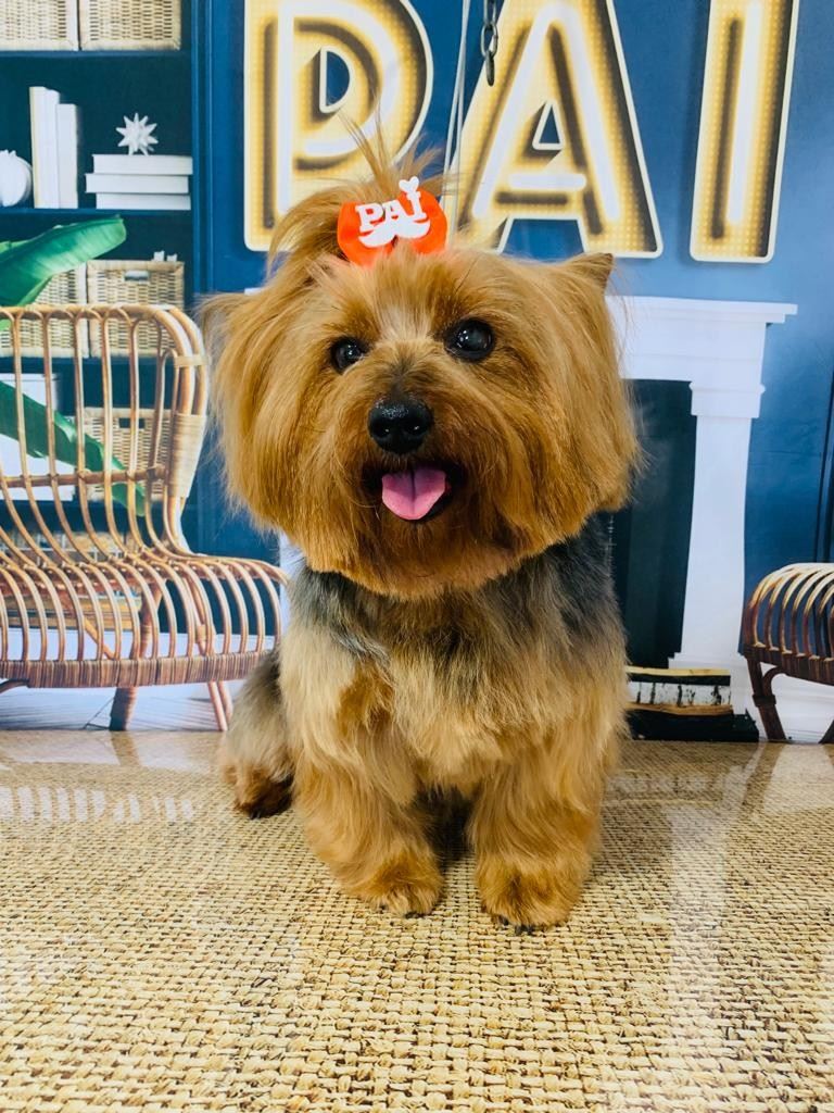 Ju Pet Estética Canina