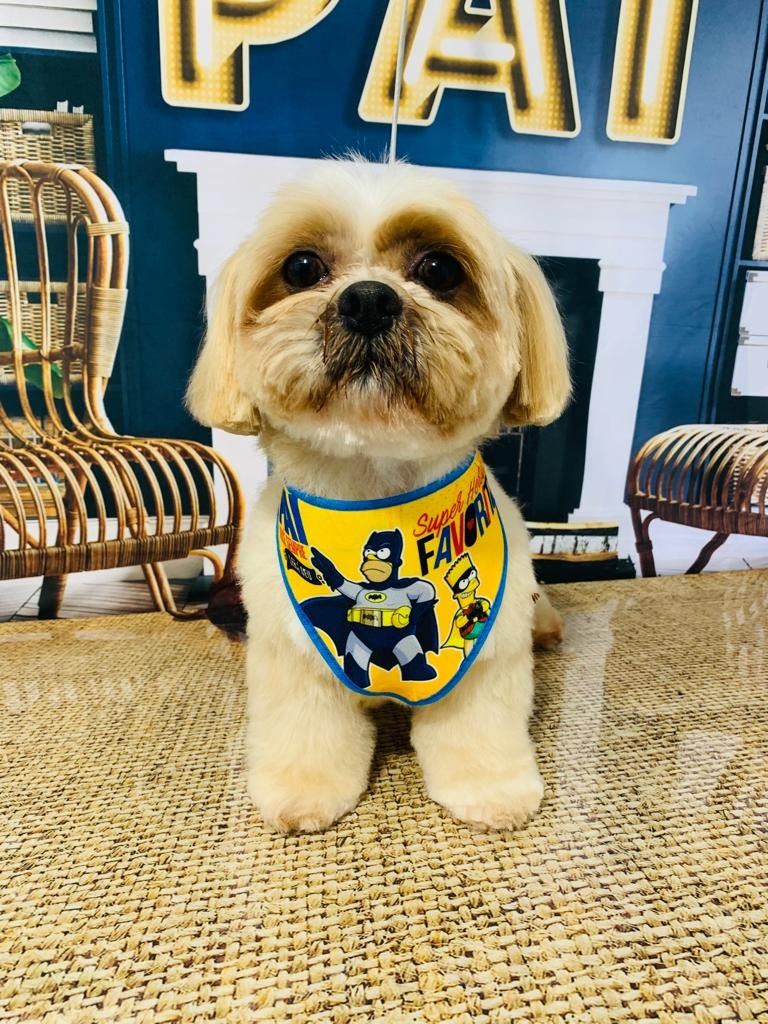 Ju Pet Estética Canina