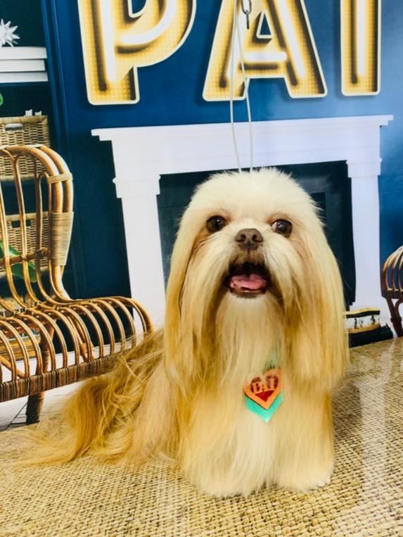 Ju Pet Estética Canina