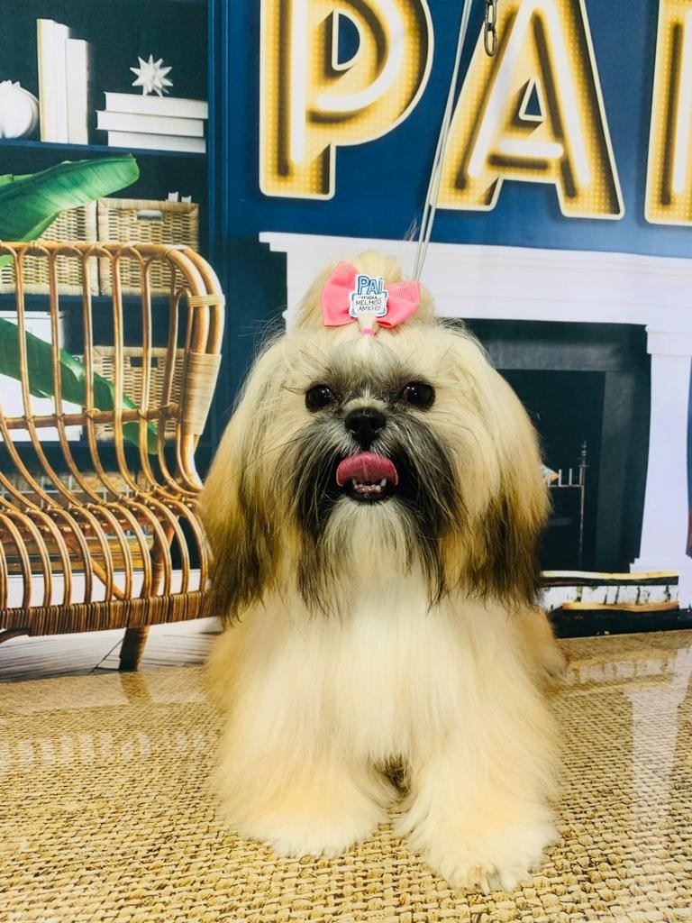 Ju Pet Estética Canina