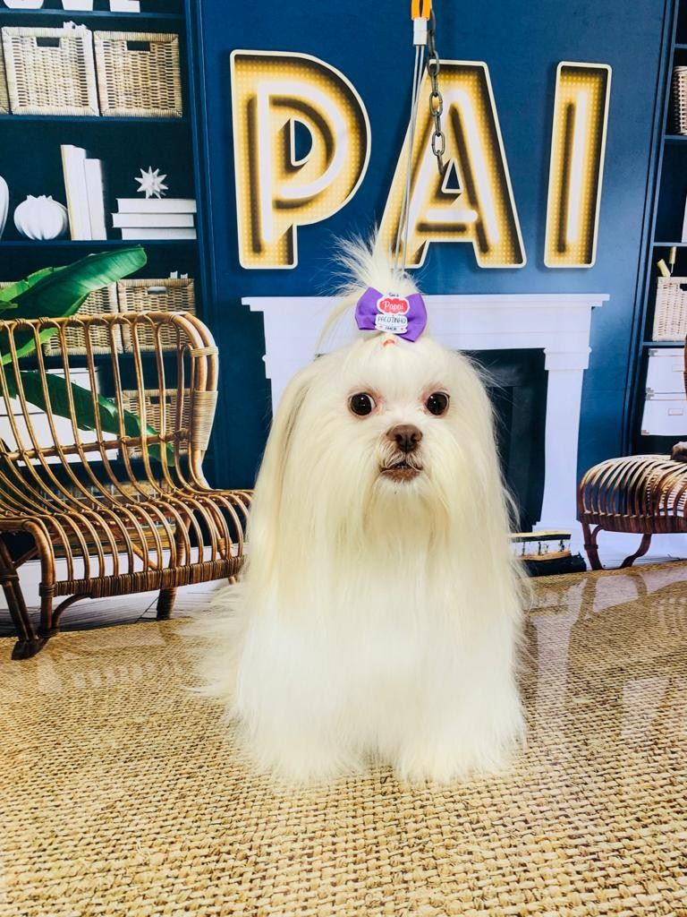 Ju Pet Estética Canina