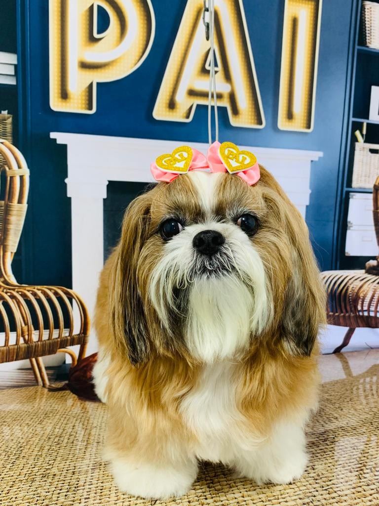 Ju Pet Estética Canina
