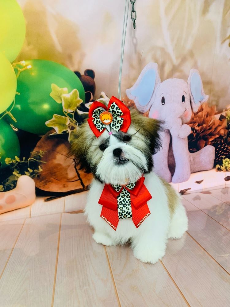 Ju Pet Estética Canina