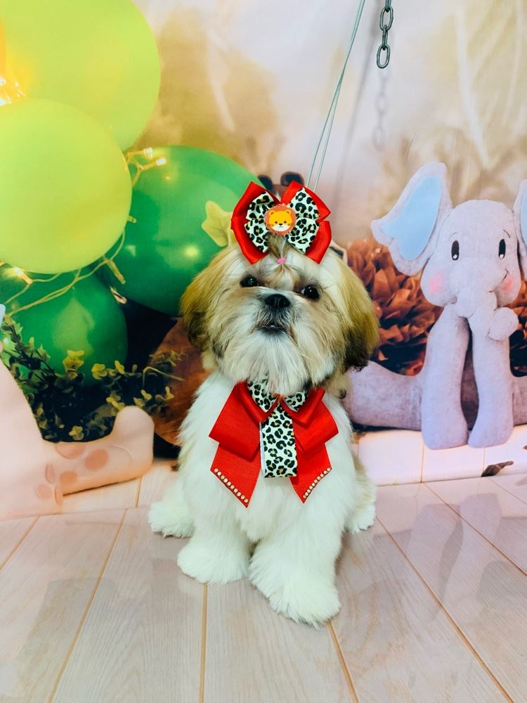 Ju Pet Estética Canina