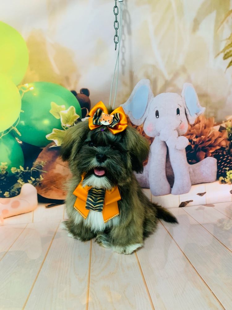 Ju Pet Estética Canina