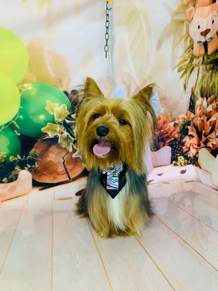 Ju Pet Estética Canina