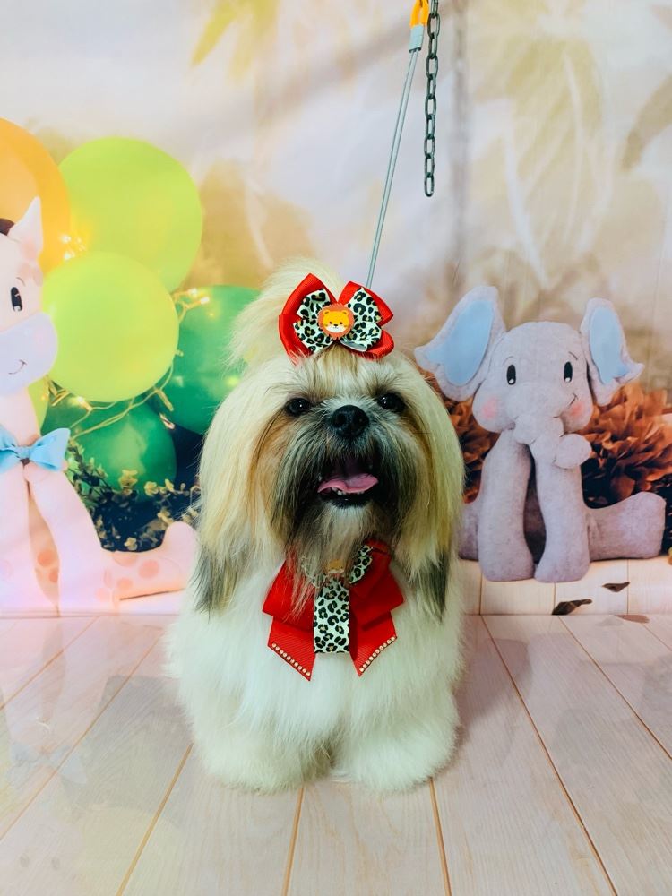 Ju Pet Estética Canina