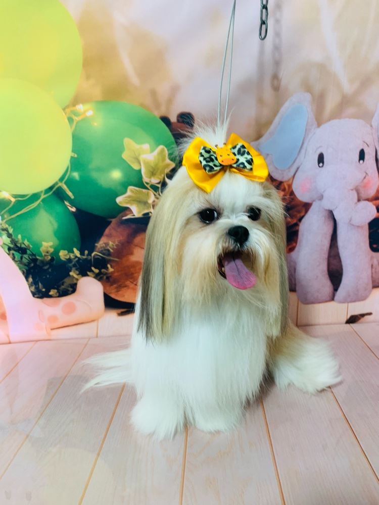 Ju Pet Estética Canina