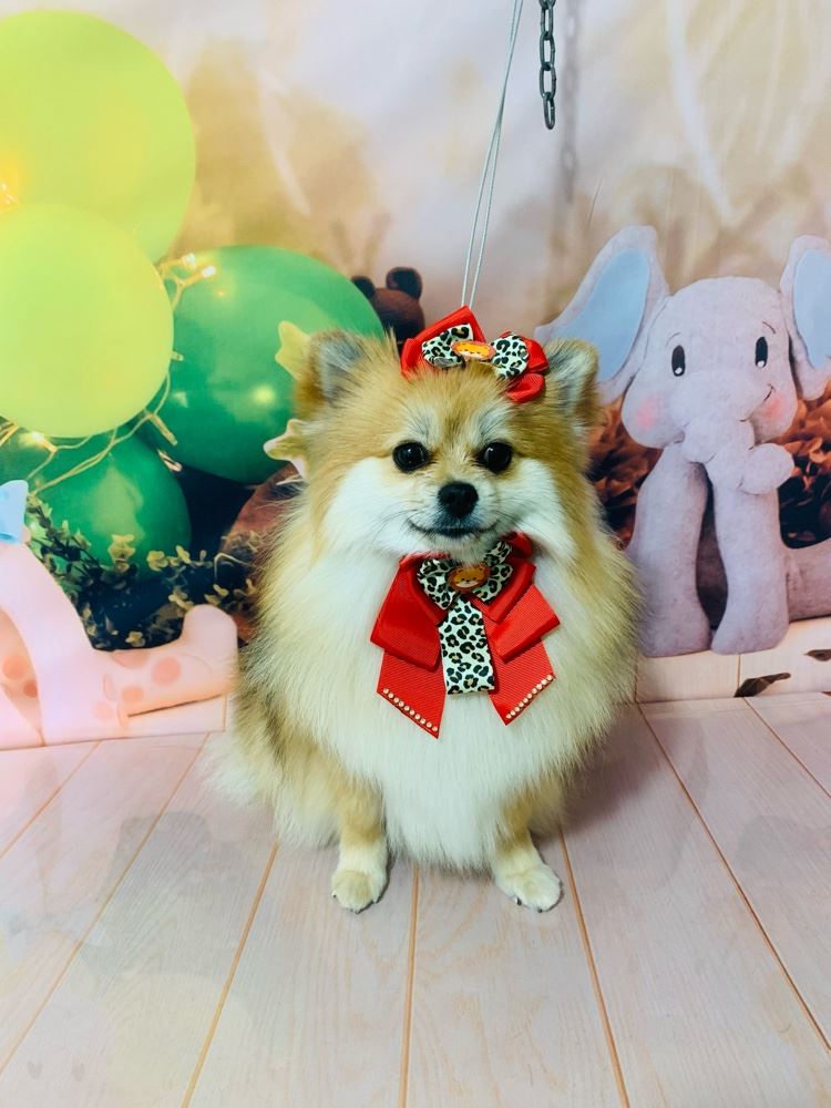 Ju Pet Estética Canina