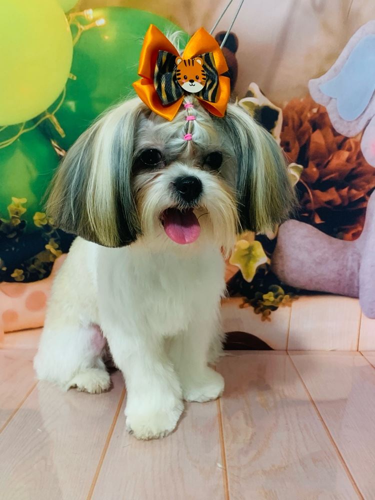 Ju Pet Estética Canina