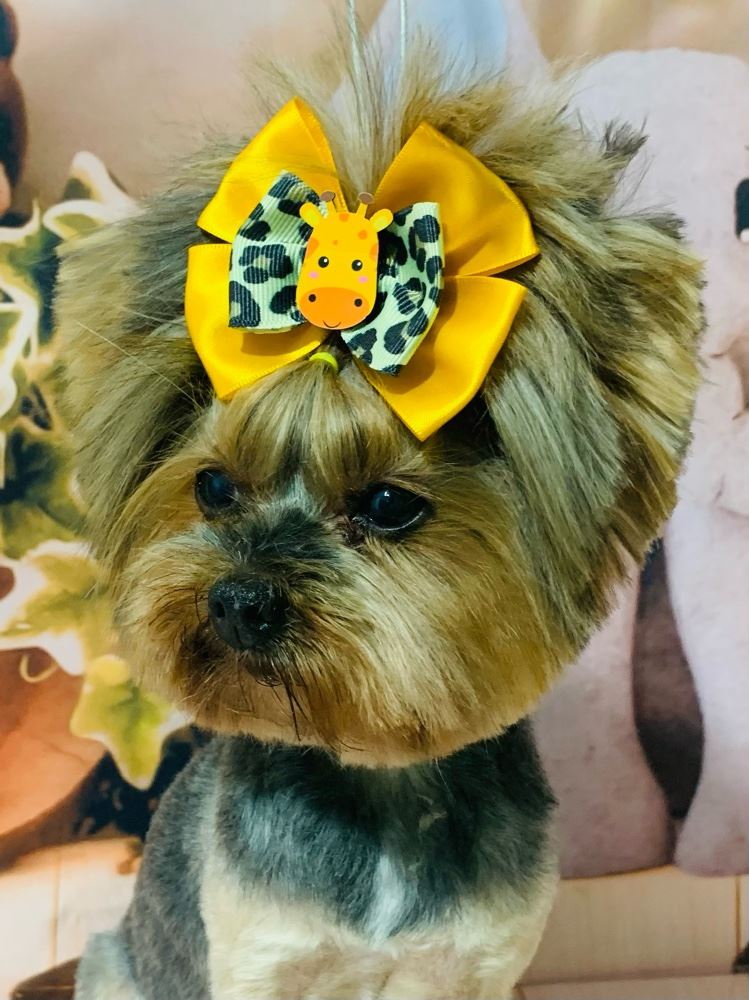 Ju Pet Estética Canina