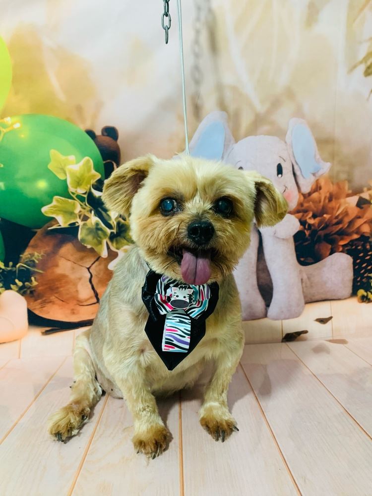 Ju Pet Estética Canina