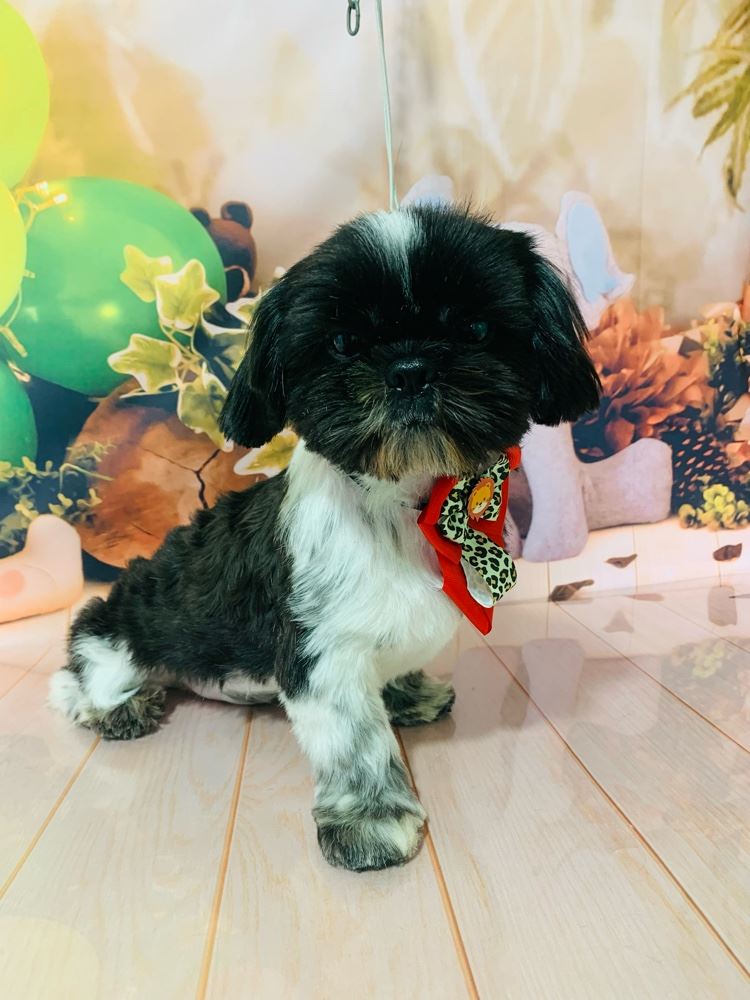 Ju Pet Estética Canina