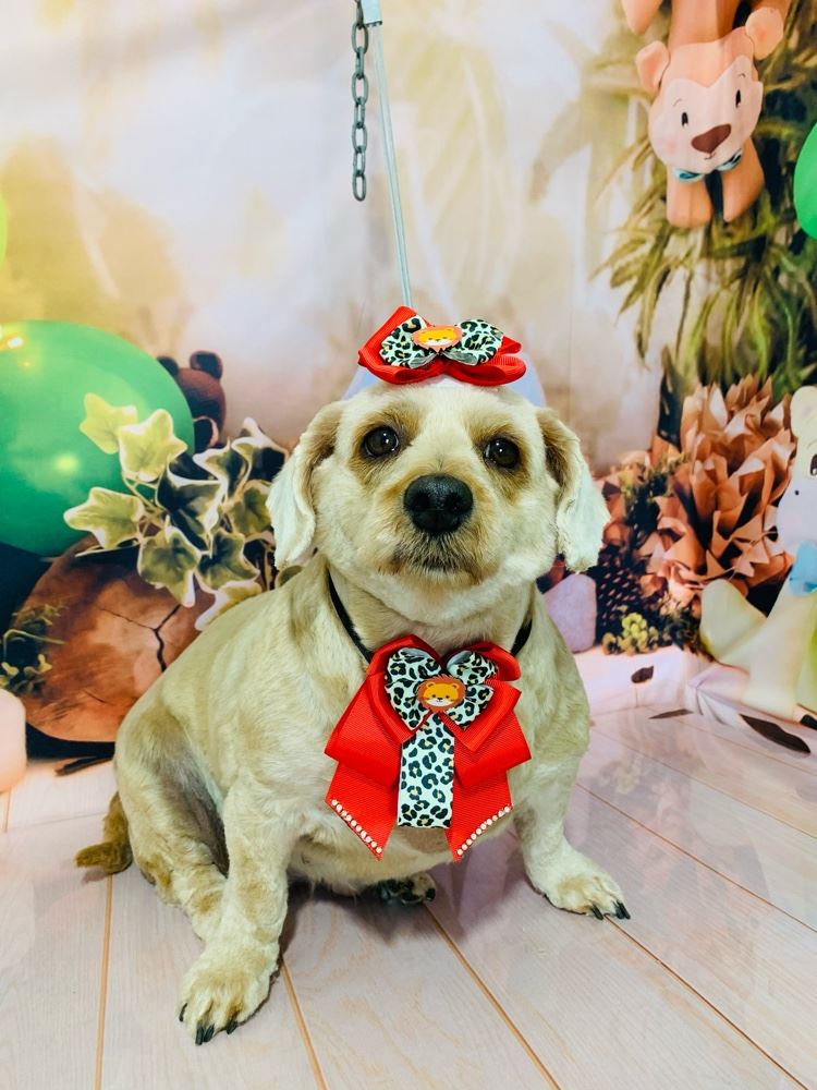 Ju Pet Estética Canina