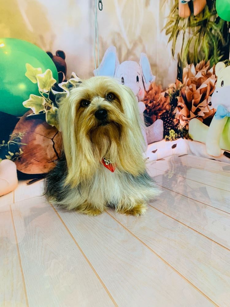 Ju Pet Estética Canina