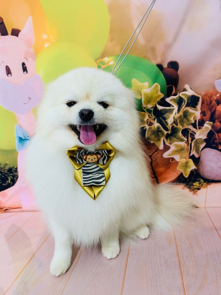 Ju Pet Estética Canina