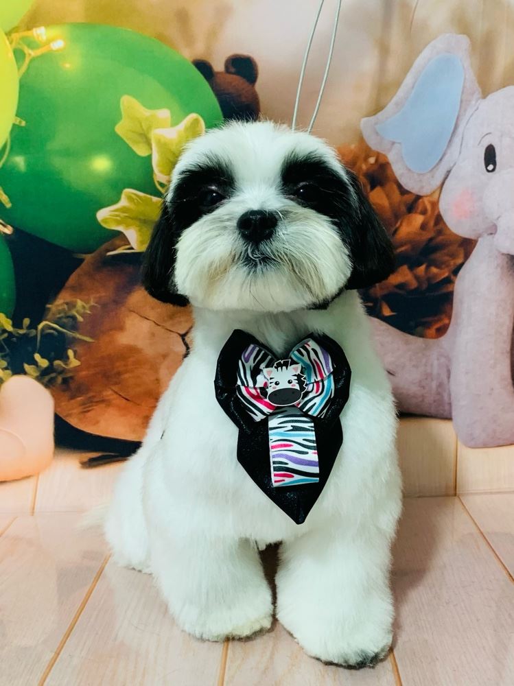 Ju Pet Estética Canina
