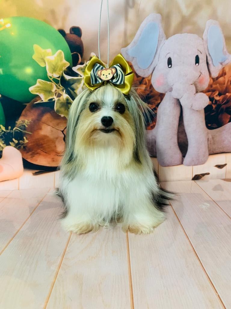 Ju Pet Estética Canina