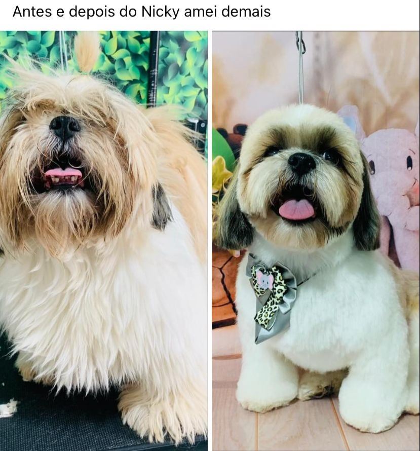 Ju Pet Estética Canina