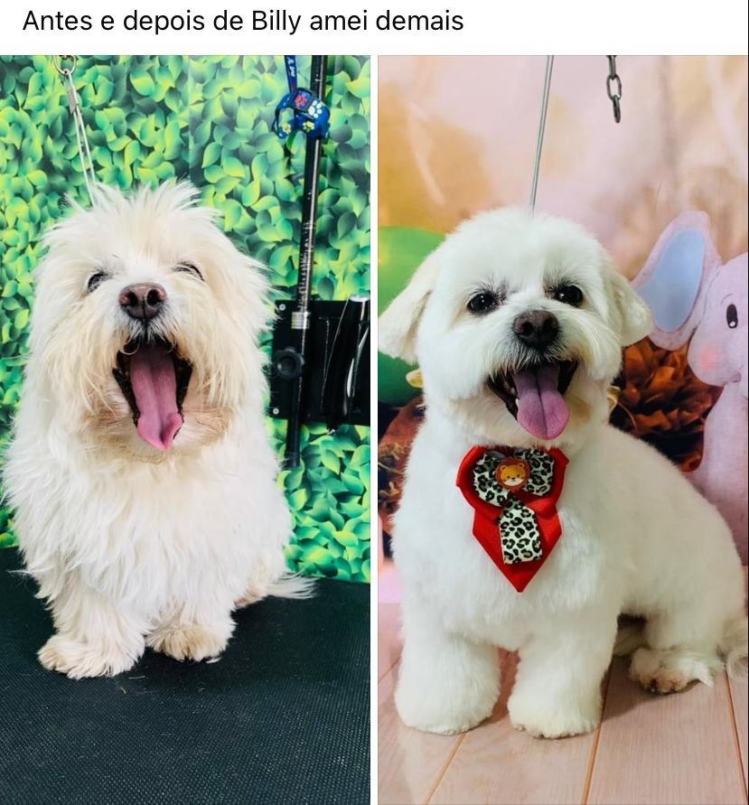 Ju Pet Estética Canina