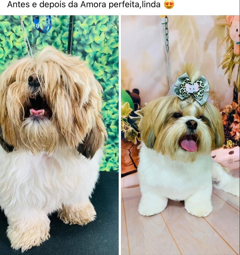 Ju Pet Estética Canina