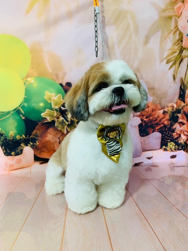 Ju Pet Estética Canina