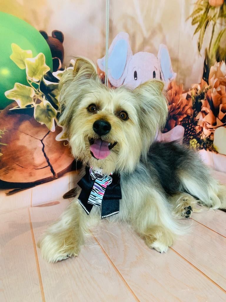 Ju Pet Estética Canina