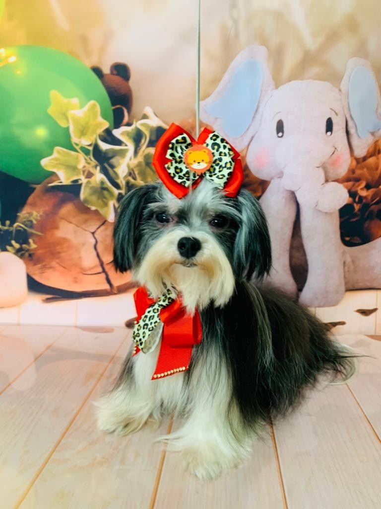 Ju Pet Estética Canina
