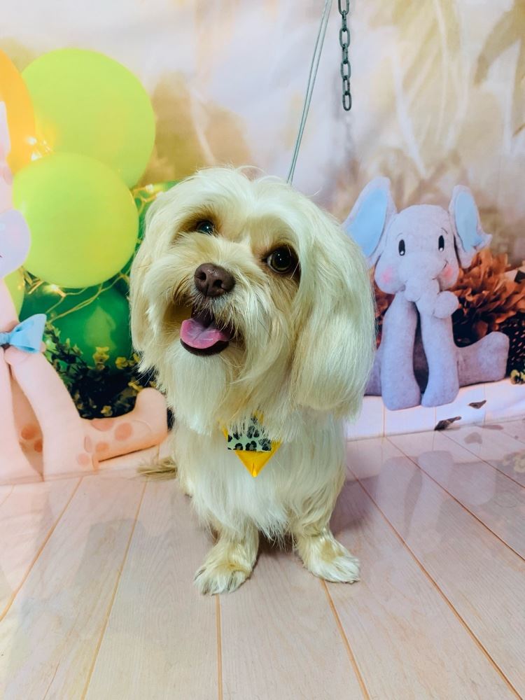 Ju Pet Estética Canina