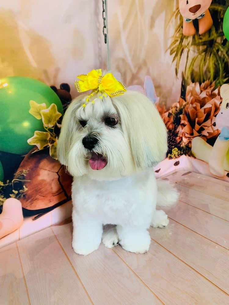 Ju Pet Estética Canina