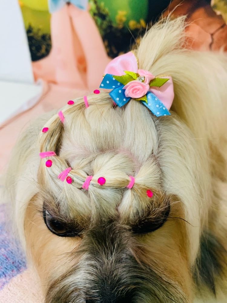 Ju Pet Estética Canina