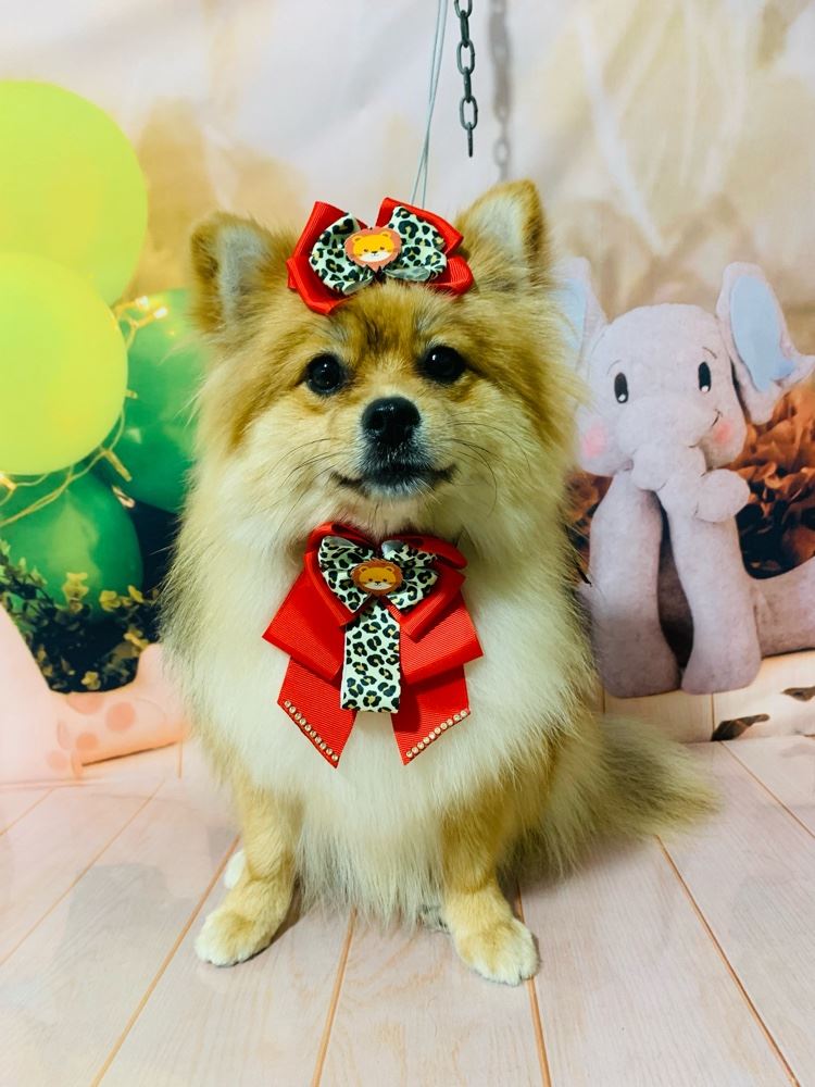 Ju Pet Estética Canina