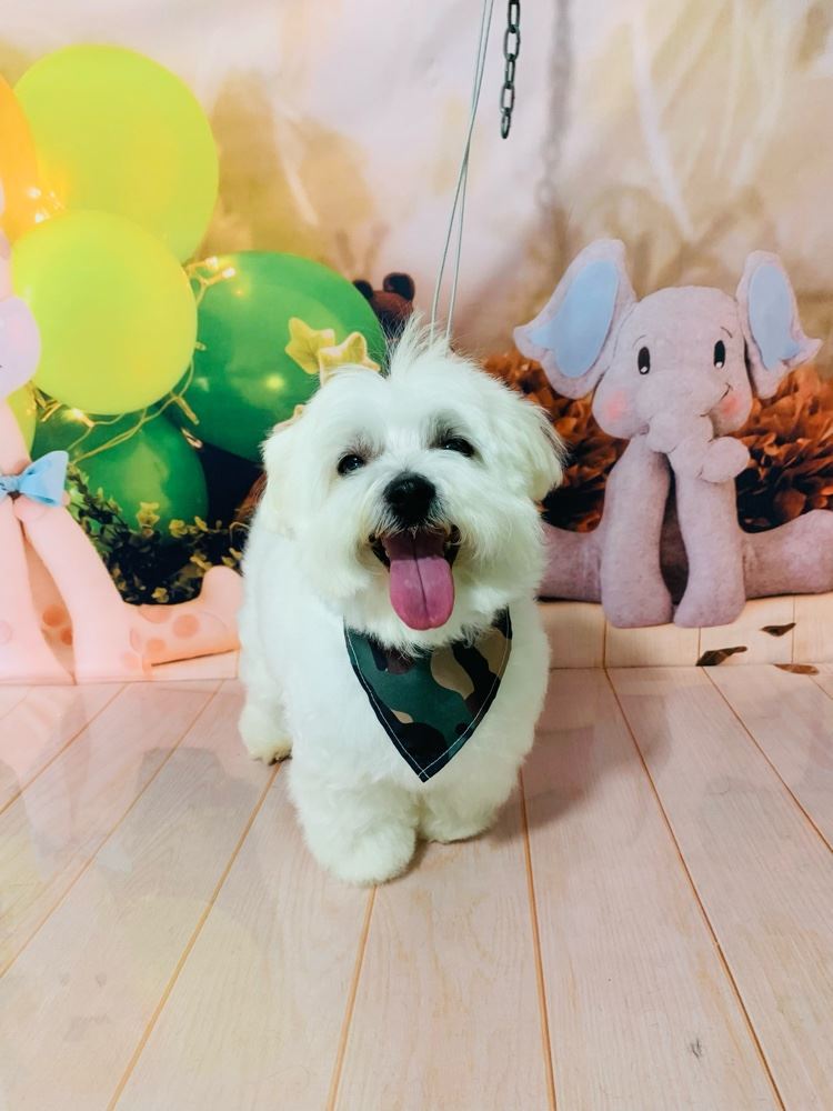 Ju Pet Estética Canina