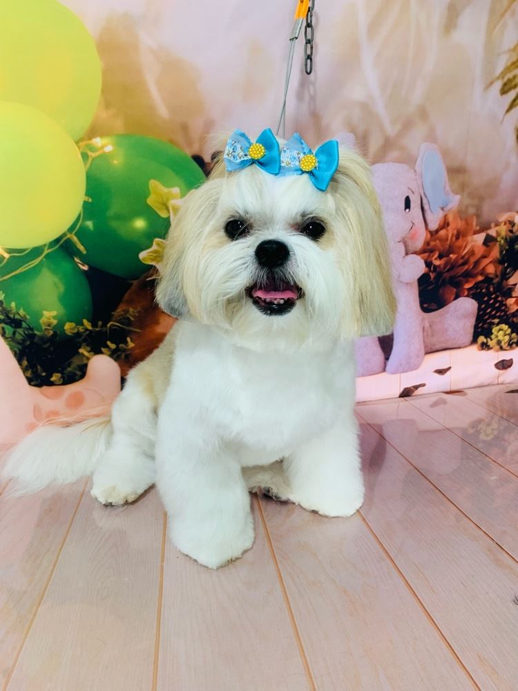 Ju Pet Estética Canina
