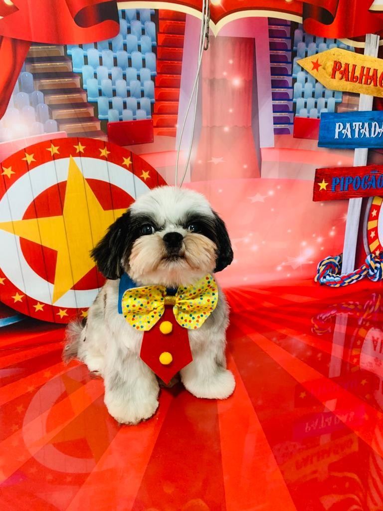 Ju Pet Estética Canina
