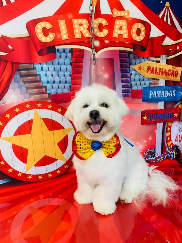 Ju Pet Estética Canina