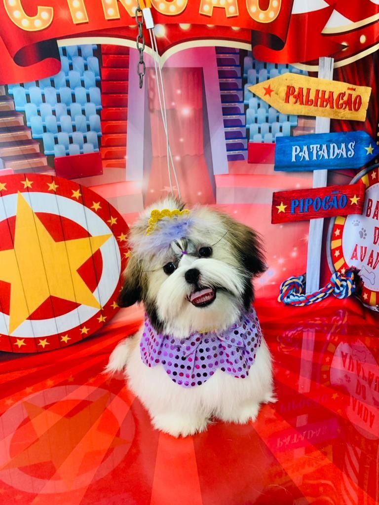 Ju Pet Estética Canina