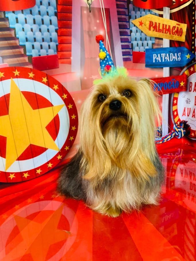 Ju Pet Estética Canina