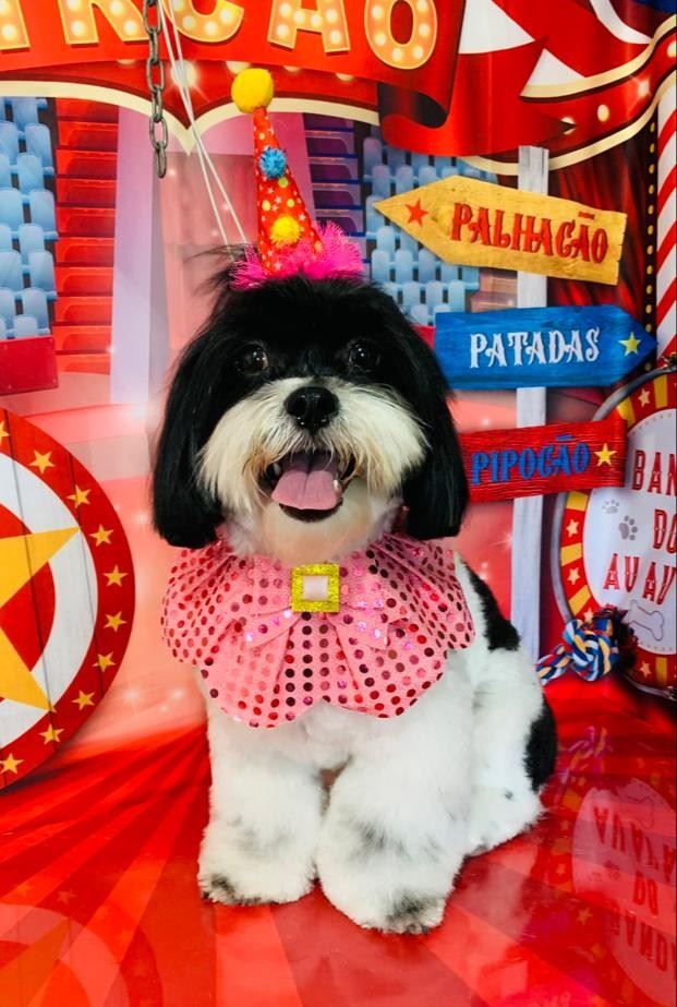 Ju Pet Estética Canina