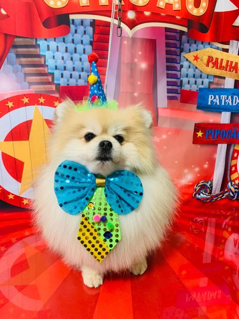 Ju Pet Estética Canina