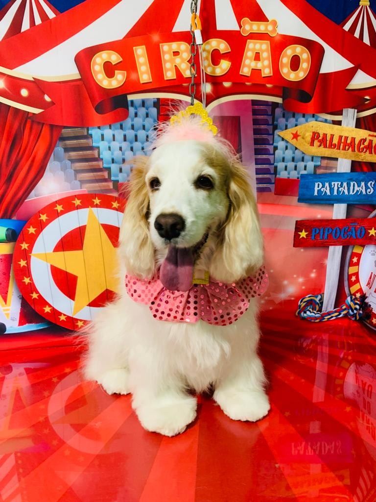 Ju Pet Estética Canina