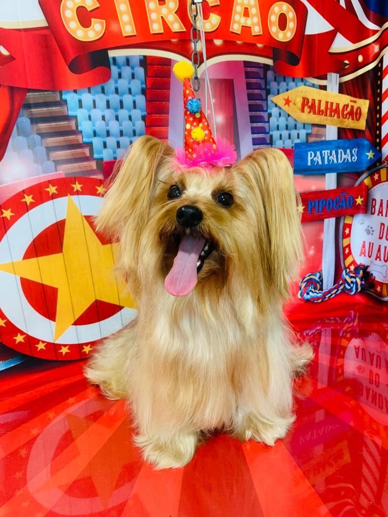 Ju Pet Estética Canina