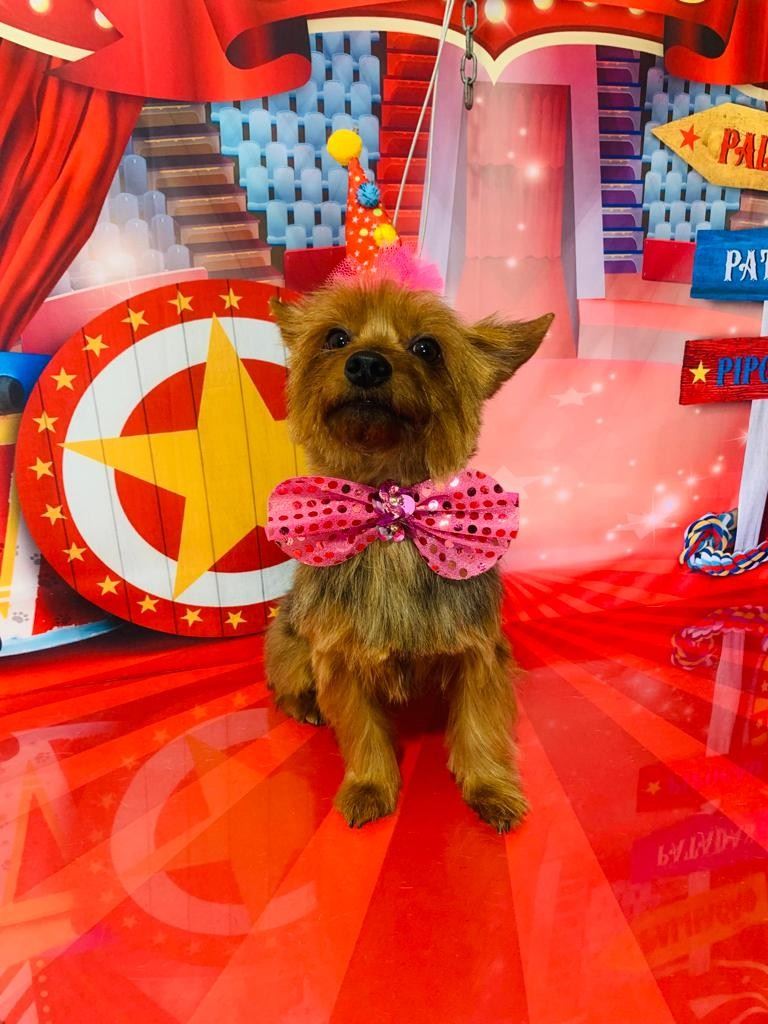 Ju Pet Estética Canina