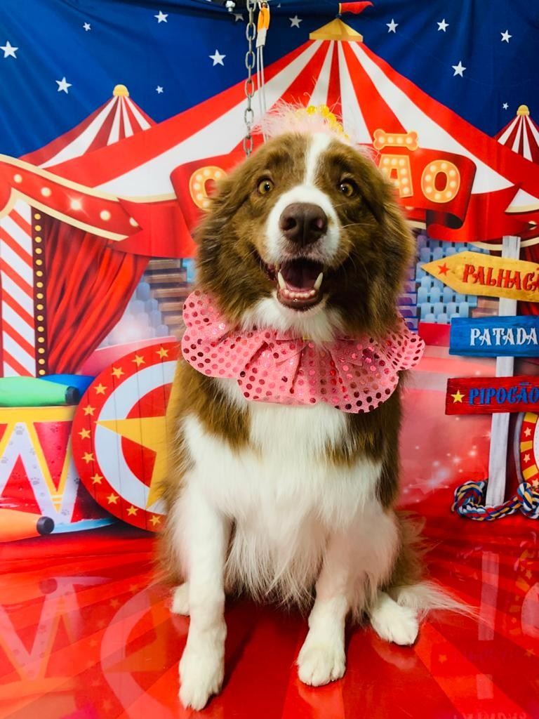 Ju Pet Estética Canina