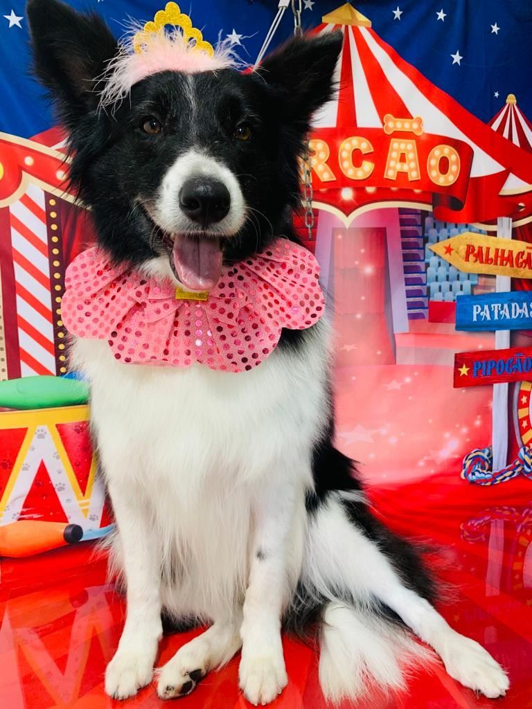 Ju Pet Estética Canina