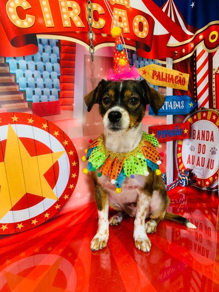 Ju Pet Estética Canina