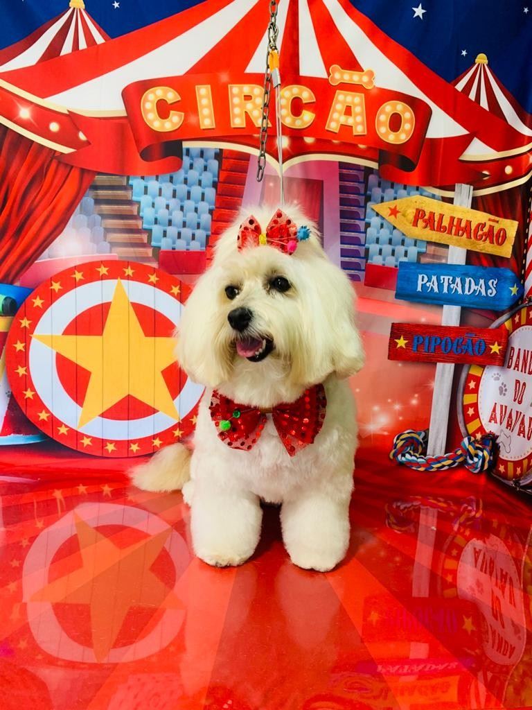 Ju Pet Estética Canina